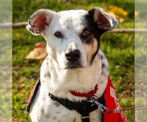 Mutt Dogs for adoption in Canton, CT, USA