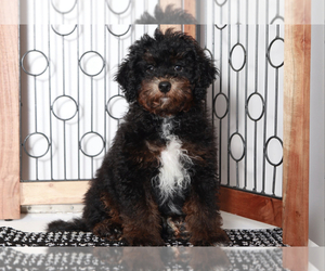 Medium ShihPoo