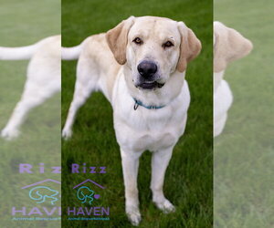 Labrador Retriever Dogs for adoption in Omaha, NE, USA
