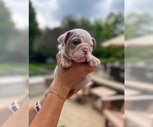 Bulldog Puppy for sale in SAINT CHARLES, IL, USA