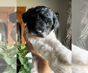 English Cream Golden Retriever-Poodle (Miniature) Mix Puppy for sale in KENNETT, MO, USA