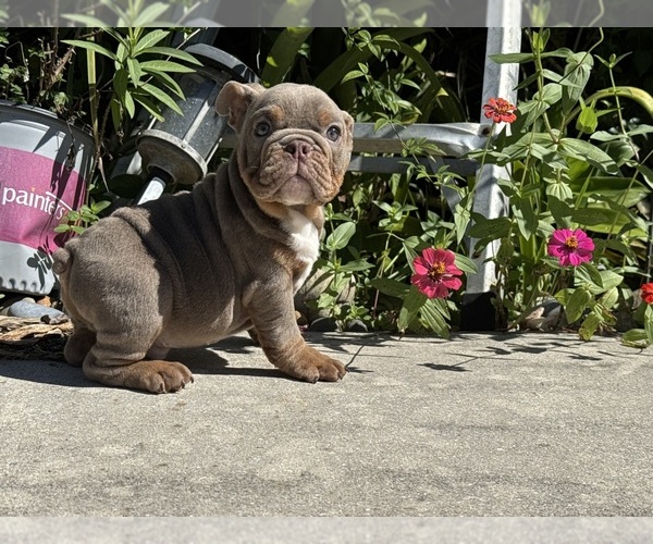 Medium Photo #4 Bulldog Puppy For Sale in LEHIGH ACRES, FL, USA