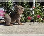 Small #3 Bulldog