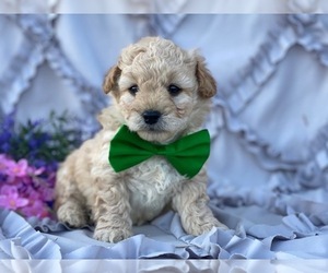 Goldendoodle Puppy for sale in LANCASTER, PA, USA