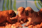 Small Photo #4 Presa Canario Puppy For Sale in FLINT, MI, USA
