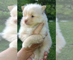 Pomeranian Puppy for sale in FAIRVIEW HEIGHTS, IL, USA