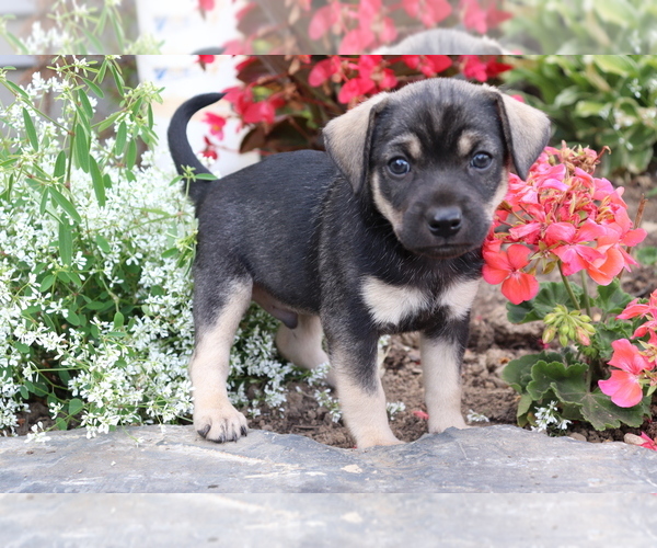 Medium Photo #1 Mutt Puppy For Sale in SHILOH, OH, USA