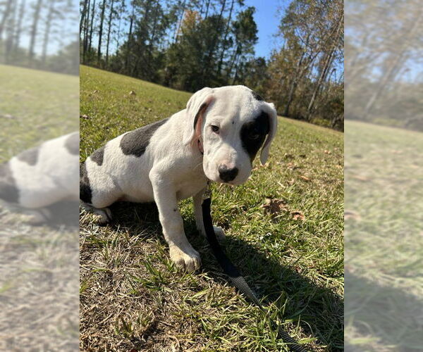 Medium Photo #4 Labrador Retriever-Unknown Mix Puppy For Sale in Tarrytown, GA, USA