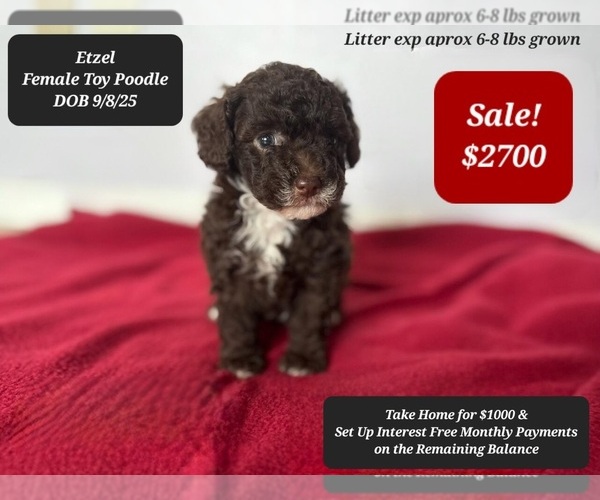Medium Photo #2 Poodle (Toy) Puppy For Sale in TUCSON, AZ, USA