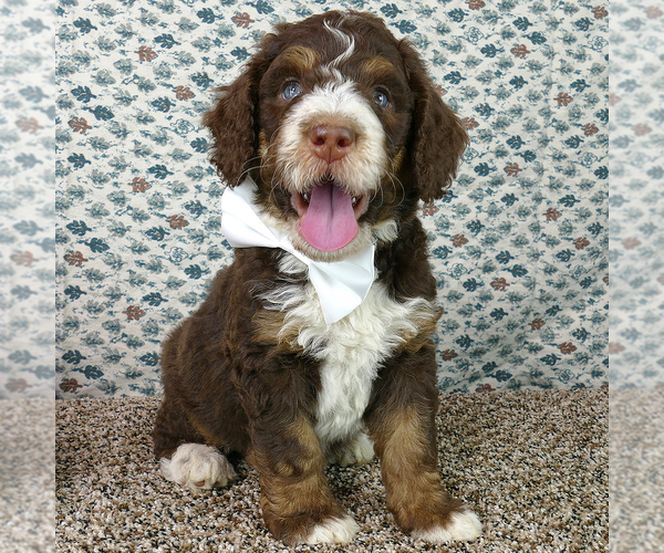 Medium Photo #1 Bernedoodle Puppy For Sale in ROY, UT, USA
