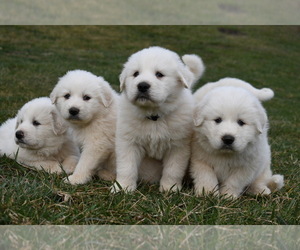 Great Pyrenees Puppy for sale in WEYERS CAVE, VA, USA