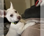 Rupee - Female Siberian Husky-Unknown Mix Dog for Adoption - Small photo