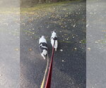 Small Photo #2 Shih Tzu Puppy For Sale in Oak Bluffs, MA, USA