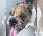 Small #4 Bulldog