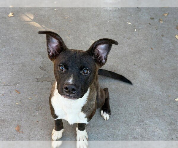Medium Photo #1 Labrador Retriever-Unknown Mix Puppy For Sale in Tulsa, OK, USA