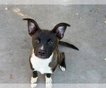 OLIVIA - Female Labrador Retriever-Unknown Mix Dog for Adoption - Small photo