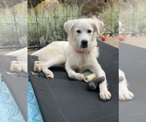 Nelly - Female Great Pyrenees Dog for Adoption - Photo #7