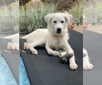 Small Photo #7 Great Pyrenees Puppy For Sale in Spring, TX, USA