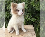 Small #3 Pomeranian