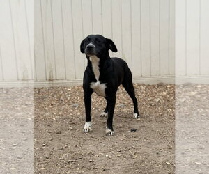 Border Collie-Unknown Mix Dogs for adoption in Corning, AR, USA