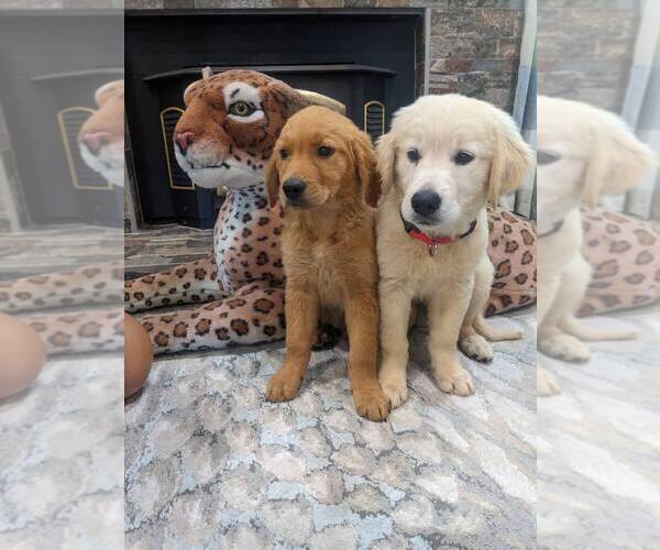 Medium Photo #7 English Cream Golden Retriever Puppy For Sale in SACRAMENTO, CA, USA