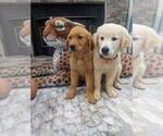 Small #6 English Cream Golden Retriever