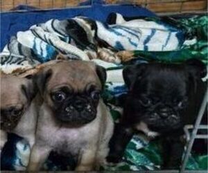 Pug Puppy for sale in ROCKDALE, TX, USA