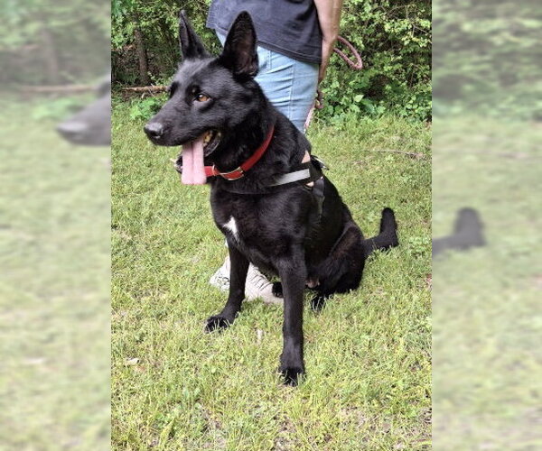 Medium Photo #3 German Shepherd Dog-Unknown Mix Puppy For Sale in Mountain View, AR, USA