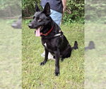 Small #2 German Shepherd Dog Mix