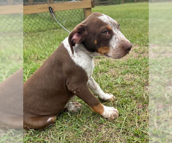 Medium Photo #5 Pointer-Unknown Mix Puppy For Sale in Tarrytown, GA, USA