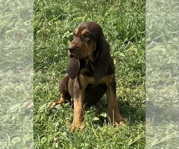 Medium Photo #7 Bloodhound Puppy For Sale in FORT MORGAN, CO, USA