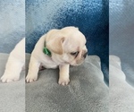Small Photo #3 French Bulldog Puppy For Sale in POMPANO BEACH, FL, USA