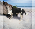 Small #2 American Staffordshire Terrier-Great Dane Mix