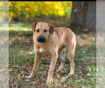 Small #1 Great Pyrenees Mix