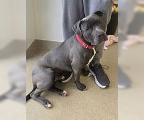 Medium Photo #2 Mutt Puppy For Sale in Oskaloosa, IA, USA