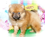 Small Photo #4 Pomeranian Puppy For Sale in HAMMOND, IN, USA