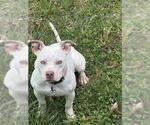 Small #1 American Bulldog