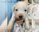 Small Photo #3 Schnauzer (Miniature) Puppy For Sale in SEDALIA, MO, USA