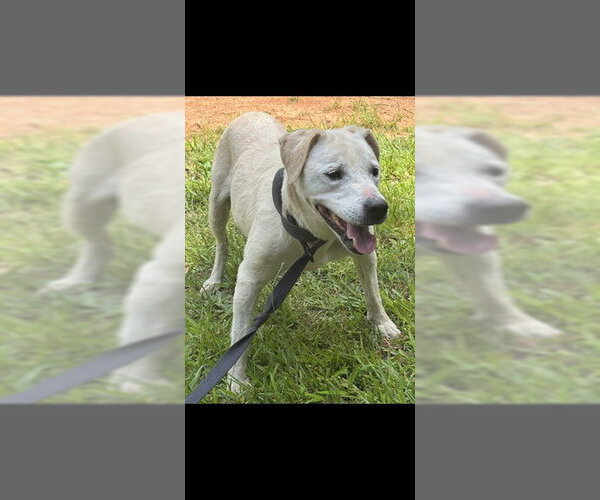 Medium Photo #1 Labrador Retriever-Unknown Mix Puppy For Sale in Palmetto, FL, USA