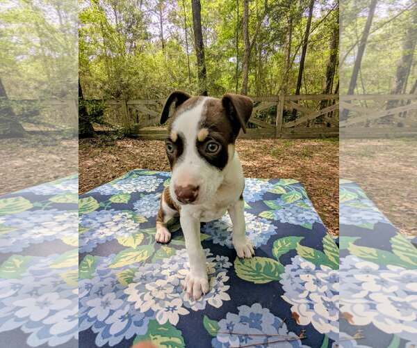 Medium Photo #2 Labrador Retriever-Unknown Mix Puppy For Sale in The Woodlands, TX, USA