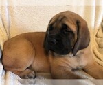 Small Photo #2 Mastiff Puppy For Sale in STUARTS DRAFT, VA, USA