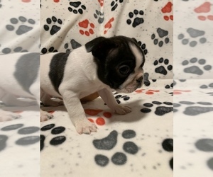 Boston Terrier Puppy for sale in BUCHANAN, GA, USA