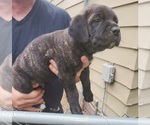 Small #10 Cane Corso