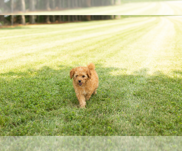 Medium Photo #7 Goldendoodle-Poodle (Miniature) Mix Puppy For Sale in BREMEN, IN, USA