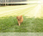 Small #6 Goldendoodle-Poodle (Miniature) Mix