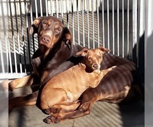 Doberman Pinscher Dogs for adoption in Van Nuys, CA, USA