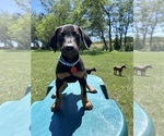 Small #7 Doberman Pinscher