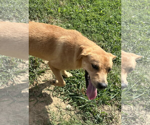 Medium Photo #2 Golden Labrador Puppy For Sale in Corning, AR, USA