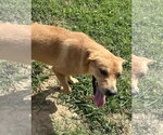 Small #1 Golden Labrador