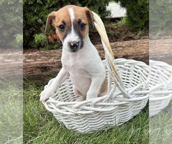 Medium Photo #4 Jack-Rat Terrier Puppy For Sale in MIDDLEBURY, IN, USA